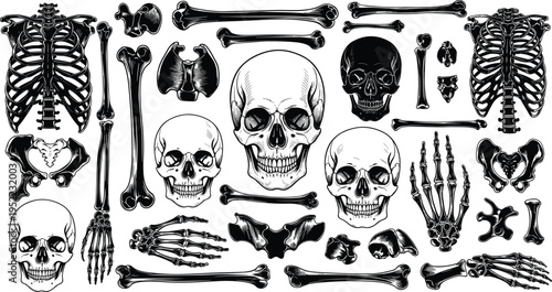 Highly detailed human skeleton and skull illustration set featuring bones, ribcages, hands, feet, and anatomical elements for medical and artistic design