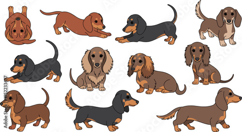 Long Haired Dachshund Illustration Set with Cute Sausage Dogs in Playful Poses including Puppy Stretch and Belly Rub for Pet Care Branding and Animal Vector Graphics