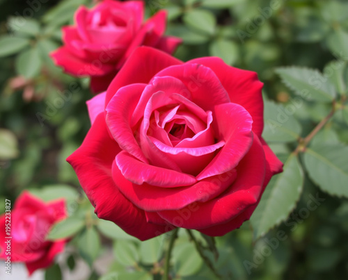 Vibrant red rose blossoms in full bloom with soft green leaves in a garden setting