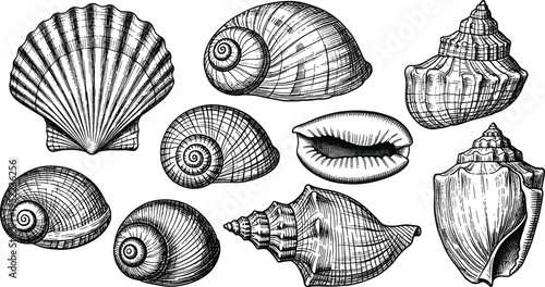 Hand drawn vintage seashell collection with scallop conch cowrie and spiral snails in engraving woodcut style isolated on white background for marine design.