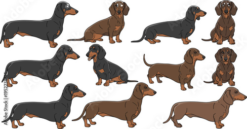 Dachshund Dog Illustration Set with Cute Sausage Dogs in Various Poses including Sitting Standing and Walking for Pet Care Branding Animal Lovers and Vector Graphic Designs