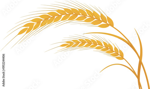 Vector illustration of golden wheat ears