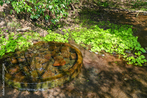 Wallpaper Mural 日本静岡県三島の柿田川湧水郡 Torontodigital.ca