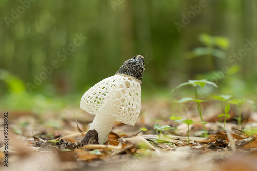 Fotografija 竹林に生えたアカダマキヌガサタケ	Phallus rubrovolvatus