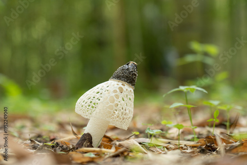 Quadro em tela 竹林に生えたアカダマキヌガサタケ	Phallus rubrovolvatus