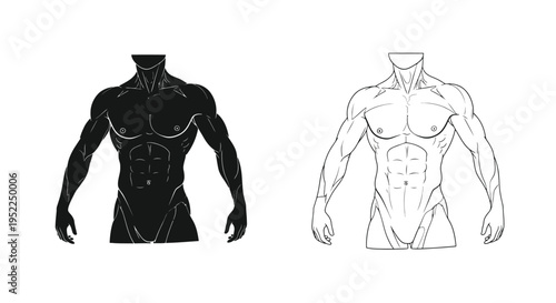 Anatomical study of a muscular male torso in black and white