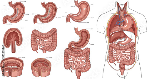 Human Digestive System Anatomy Diagram Vector Set Featuring Stomach, Intestines, Esophagus, and Internal Organs Detailed Medical Illustration
