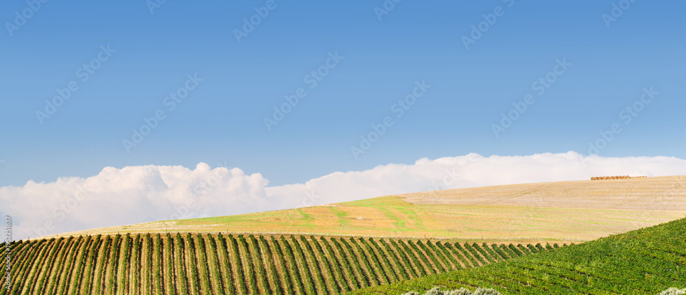 Naklejka premium Sunlit vineyard rows with mountain backdrop