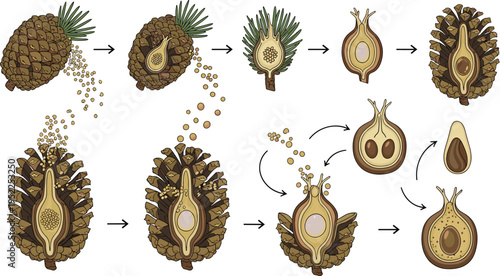 Pine Cone Seed Development Vector Diagram Featuring Pollination, Fertilization, Ovule Structure, and Seed Formation Botanical Process Illustration