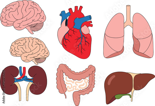 Set of Human Internal Organs Vector Illustrations Including Brain Heart Lungs Kidneys Intestines and Liver for Medical Healthcare Education Infographics and Science Design Projects