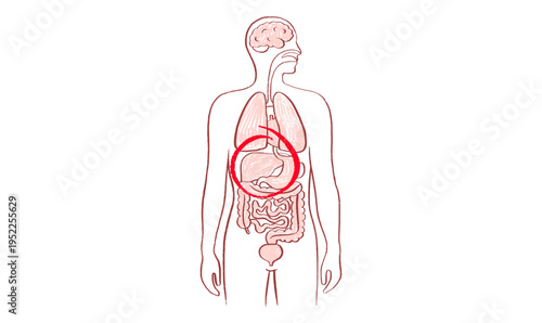 Liver disease concept