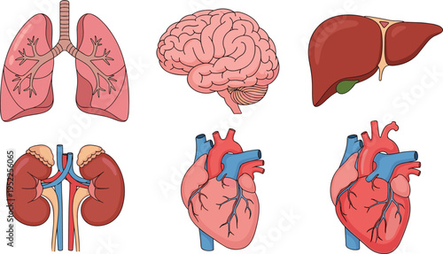 Detailed Human Internal Organs Vector Set Including Lungs Brain Liver Kidneys and Heart for Medical Education Healthcare Infographics Science Textbooks and Anatomy Design Projects