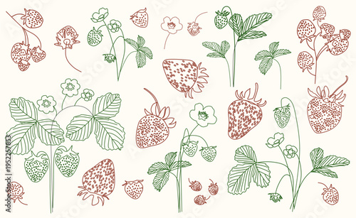 Vector set of strawberry plant elements in line art style with red and green outlines. Includes bushes with flowers, fruits and leaves, as well as separate strawberries, blossoms 