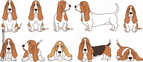 Basset Hound Dog Illustration Set with Bi-color Tan and White Hounds in Playful Poses and Expressive Face Studies for Pet Care Branding and Animal Character Vector Graphics