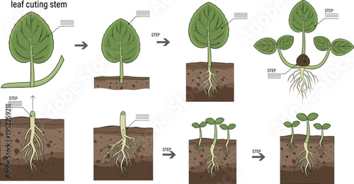 Plant Propagation by Leaf Cutting Vector Diagram Featuring Root Development, Soil Planting Steps, and Seedling Growth Process Illustration