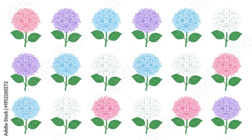 Colorful hydrangea flowers in pink purple blue and white hues with green leaves on white background for decoration