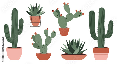 assortment of potted cacti and succulents on white background