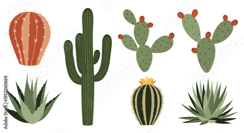 Collection of various cacti and succulents on white background