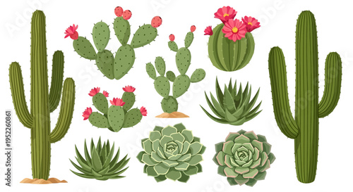 Variety of desert plants and succulents with cacti and flowers
