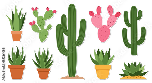 Collection of various desert flora including cacti and succulents