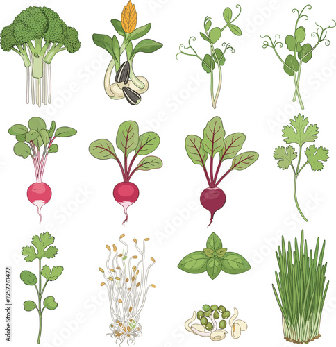 Fresh Vegetables and Herbs Illustration Set Featuring Broccoli, Corn, Peas, Radish, Beetroot, Cilantro, Microgreens, and Sprouts for Healthy Food Design