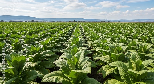 Tobacco plants growing in an agricultural field, wide rural landscape under bright natural daylight, showcasing rich green leaves texture and farming concept.