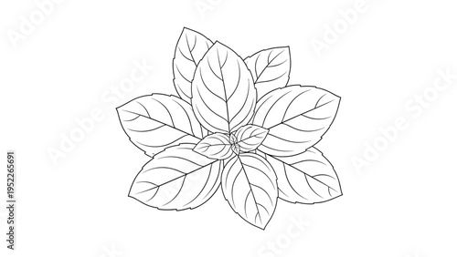 Detailed black and white line drawing of a basil plant with multiple leaves, suitable for botanical or culinary illustrations.