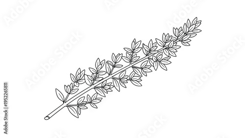 Botanical line drawing of a leafy branch, possibly thyme or another herb, ideal for natural and organic product packaging.
