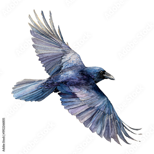 Flying Black Raven Watercolor Isolated on White Background for Professional Use