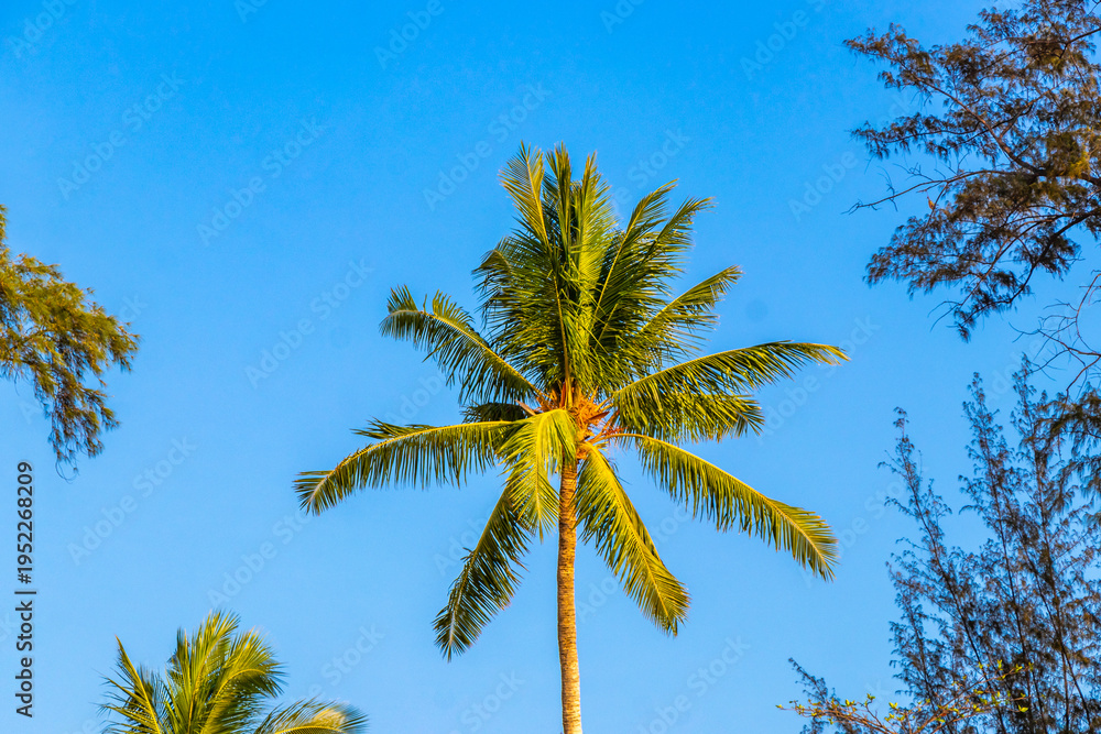 Obraz premium Tropical Palms tree Palm trees blue sky rainforest jungle Thailand.