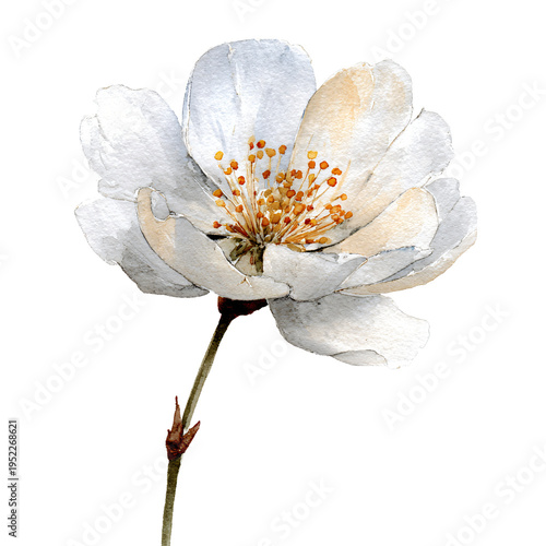 Beautiful White Flower Watercolor on White Background for Designers and Artists