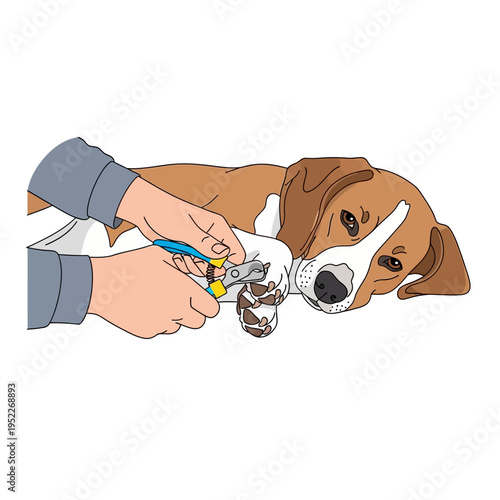 Trimming dog's nails: Owner carefully cuts pet's claws with nail clippers on white background