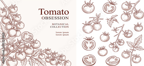 Detailed hand-drawn botanical illustrations of fresh, ripe tomatoes on the vine and sliced, presented in a vintage sketch style for culinary and organic themes