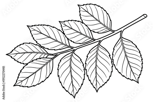 Leaf Branch Coloring Page – Detailed Botanical Line Art Printable for Kids and Adults