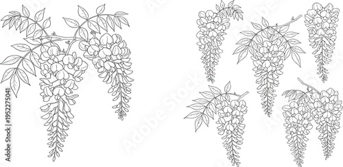 Elegant hand-drawn wisteria floral illustrations set, featuring beautiful blooming racemes and detailed leaves, perfect for botanical design and nature-inspired themes and decorative projects
