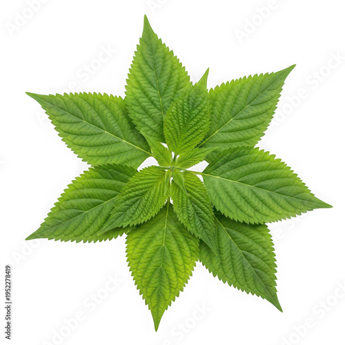 A green leafy plant with serrated edges png isolated on transparent background