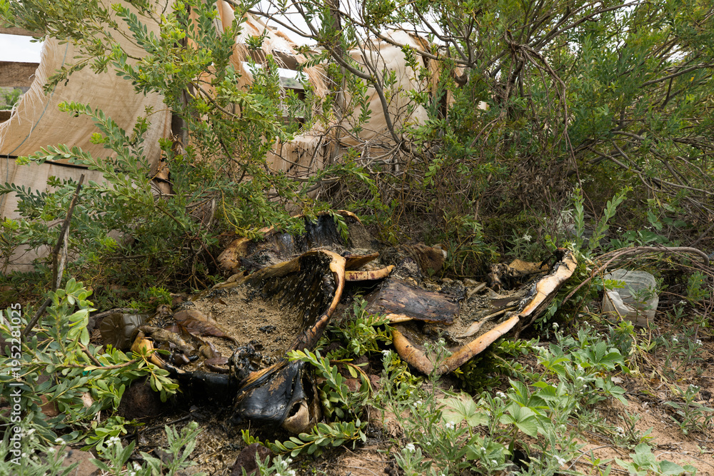 Fototapeta premium Sea turtle protection through conservation and education in Boa Vista, Cape Verde