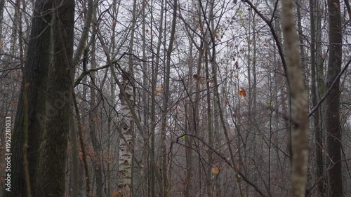 Wallpaper Mural Bare tree trunks stand close together in a dense autumn forest without leaves. Moody natural scene with muted colors, showing late fall atmosphere and quiet woodland environment. High quality 4k Torontodigital.ca