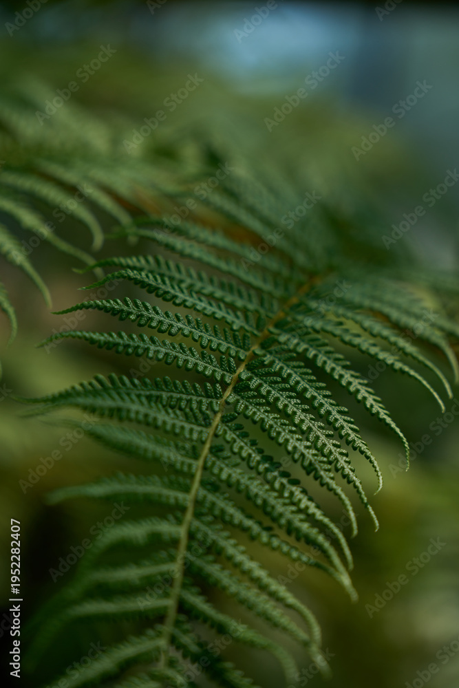 Naklejka premium Close-up of Lush Green Fern Fronds, Botanical Garden