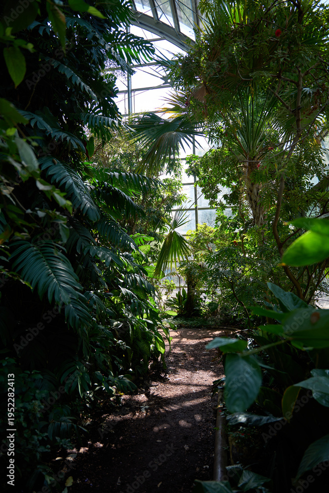 Fototapeta premium Lush Green Pathway Through Dense Tropical Greenhouse