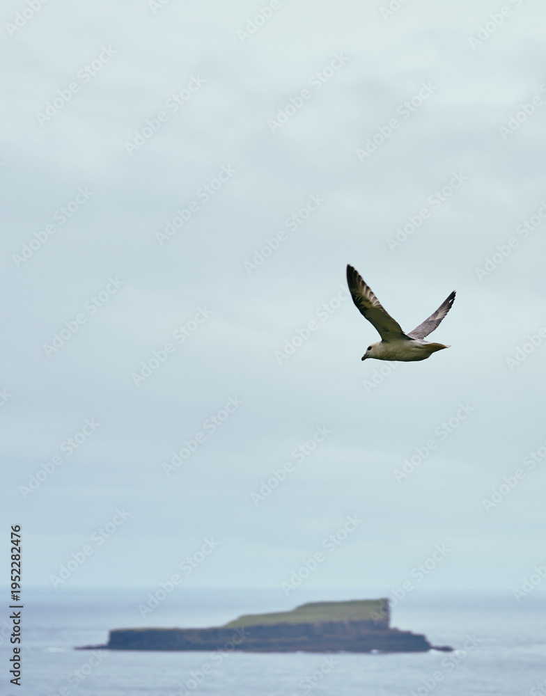 Obraz premium Seagull in the air on cloudy weather