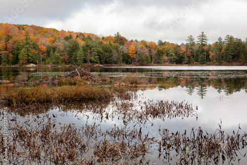 Wallpaper Mural A beaver lodge and pond on a calm overcast autumn day Torontodigital.ca