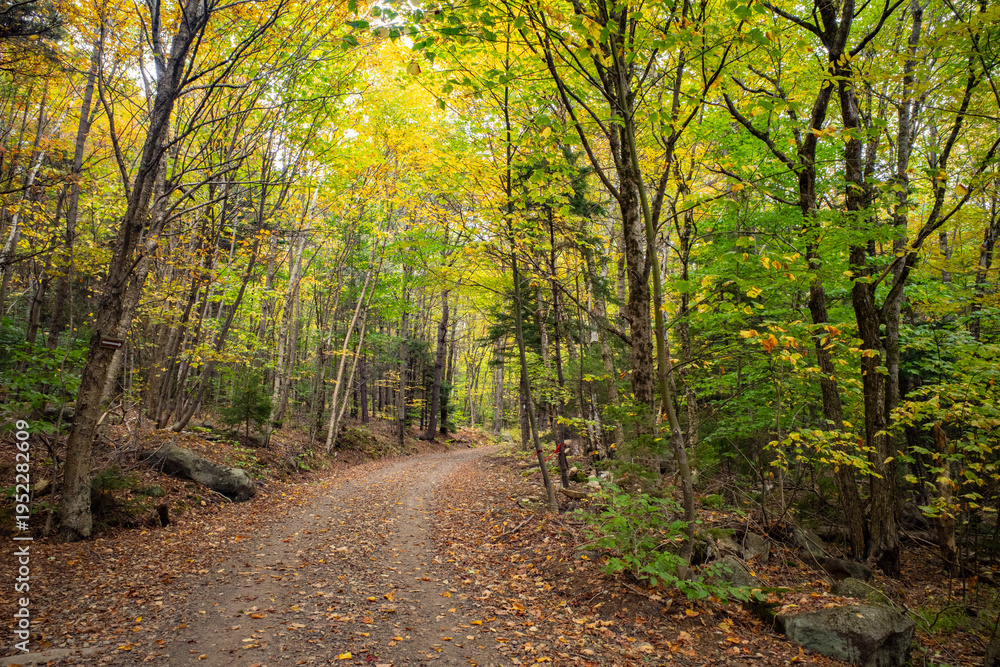 Obraz premium A trail leads through a forest of early autumn trees
