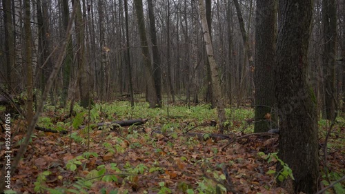 Wallpaper Mural Autumn forest scene with wet fallen leaves covering the ground and green plants growing between trees. Calm natural environment after rain, showing seasonal transition and quiet woodland atmosphere. Torontodigital.ca