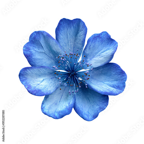 Blue Flower 3D Render Icon Isolated on White Background