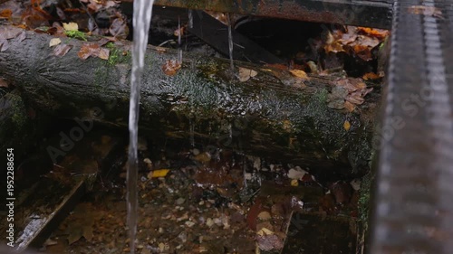Wallpaper Mural Fresh water flows into a forest spring basin surrounded by wet surfaces and fallen leaves. Natural outdoor water source in woodland environment, emphasizing purity, movement, and ecology. 4k footage Torontodigital.ca