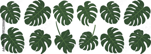 Dark Green Monstera Leaf Patterns Arranged in Two Rows on White Background tropical