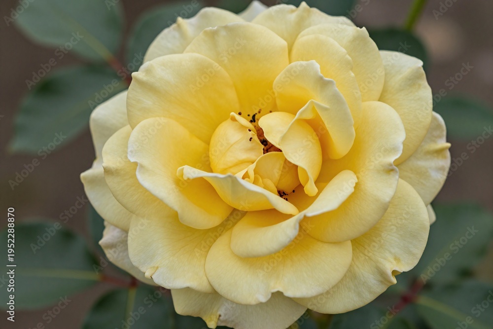 Fototapeta premium A yellow rose with water droplets on it. 