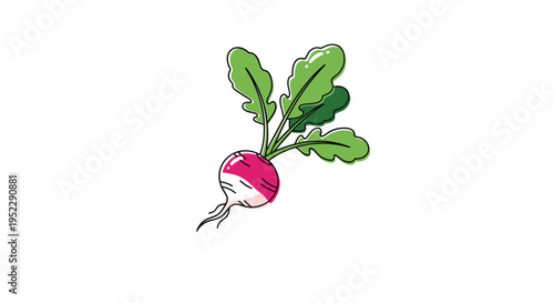 Fresh organic radish vegetable with vibrant pink root and long green leaves isolated on a plain white background.