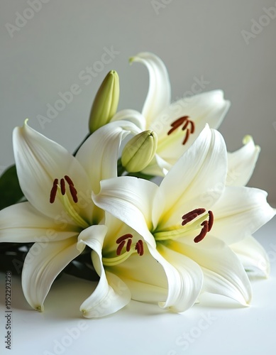 White lily flowers with green buds on light background. Elegant floral arrangement symbolizes purity peace hope sympathy and remembrance. Nature beauty details.